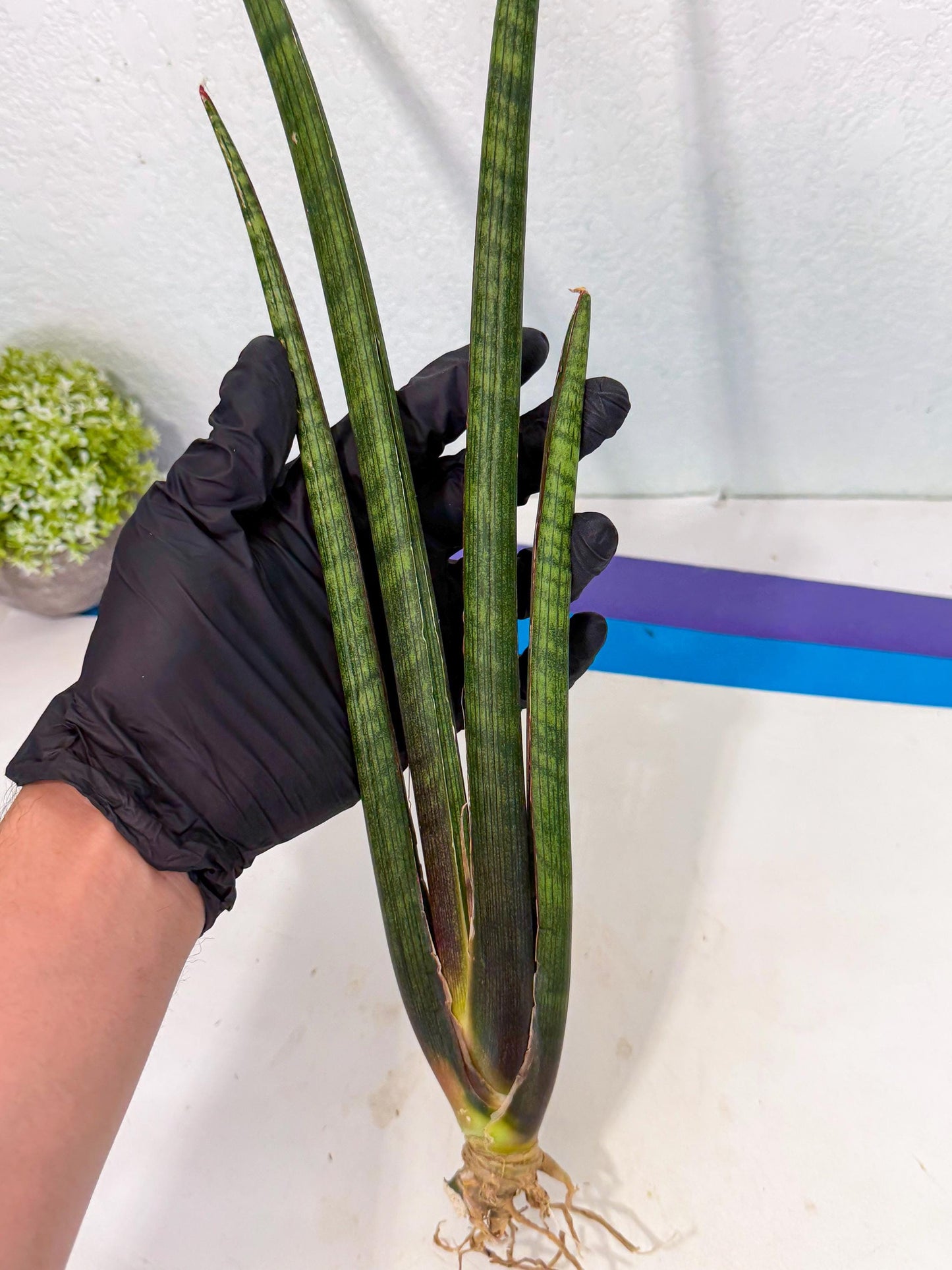 Sansevieria VenVert (oo) (8) | Rare Hybrids