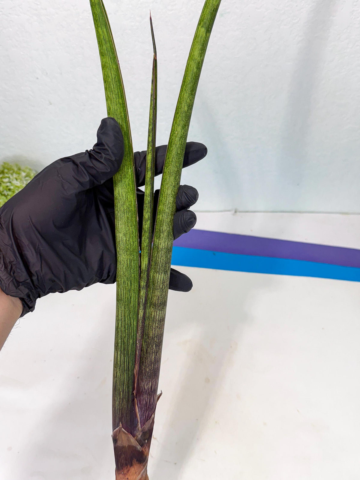 Sansevieria Nana Mai (oo) (9) | Rare Hybrids