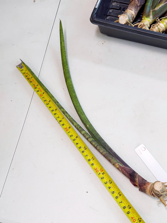 Sansevieria Nana Mai (oo) (10) | Rare Hybrids