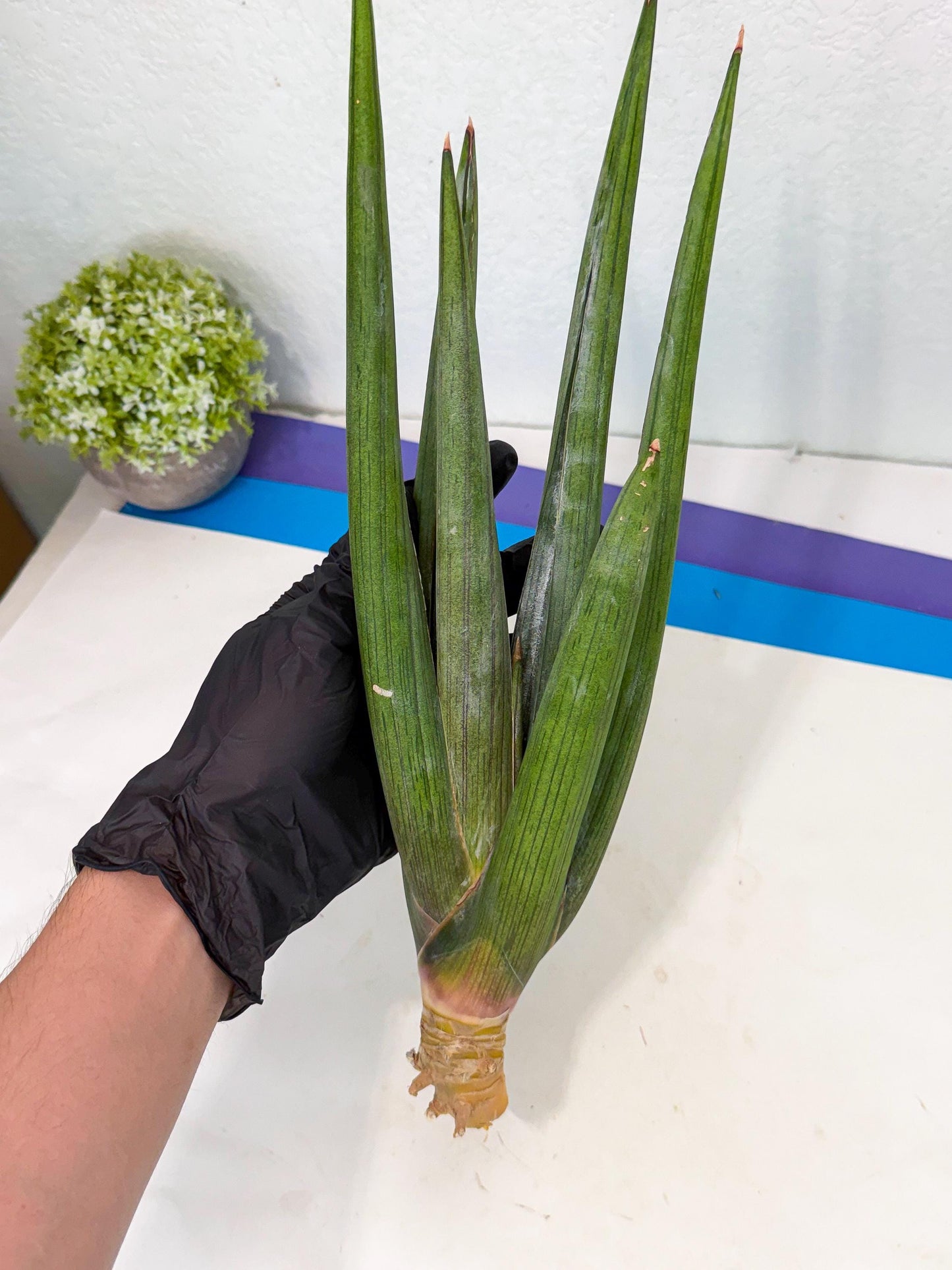 Sansevieria Cizgi Tac (oo) (14) | Rare Hybrids