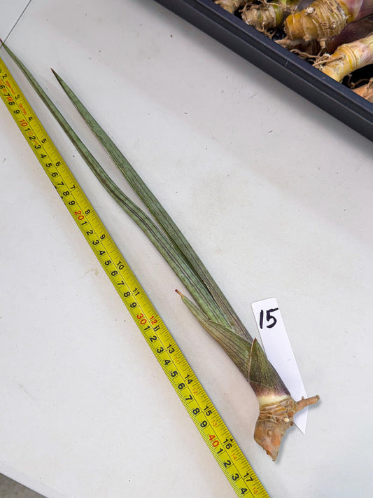 Sansevieria Oris (oo) (15) | Rare Hybrids