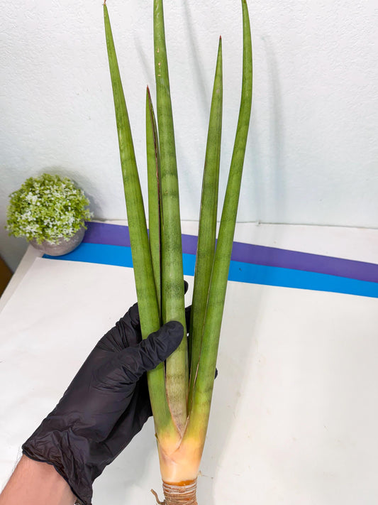 Sansevieria Dath Mint (oo) (16) | Rare Hybrids