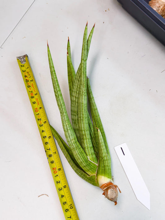 Sansevieria Akhdar (yg) (1) | Rare Hybrids