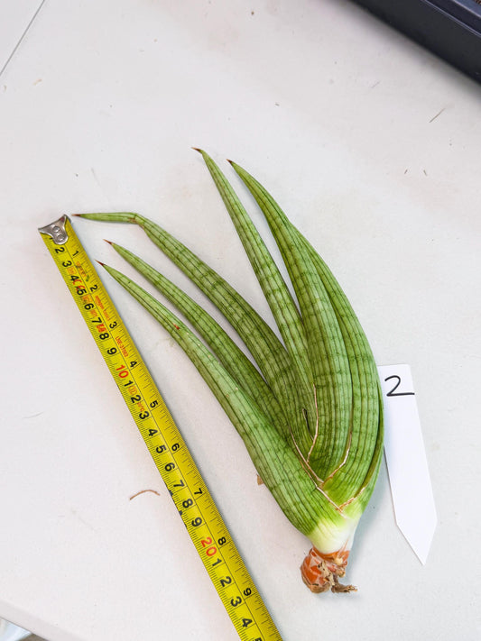 Sansevieria Akhdar (yg) (2) | Rare Hybrids