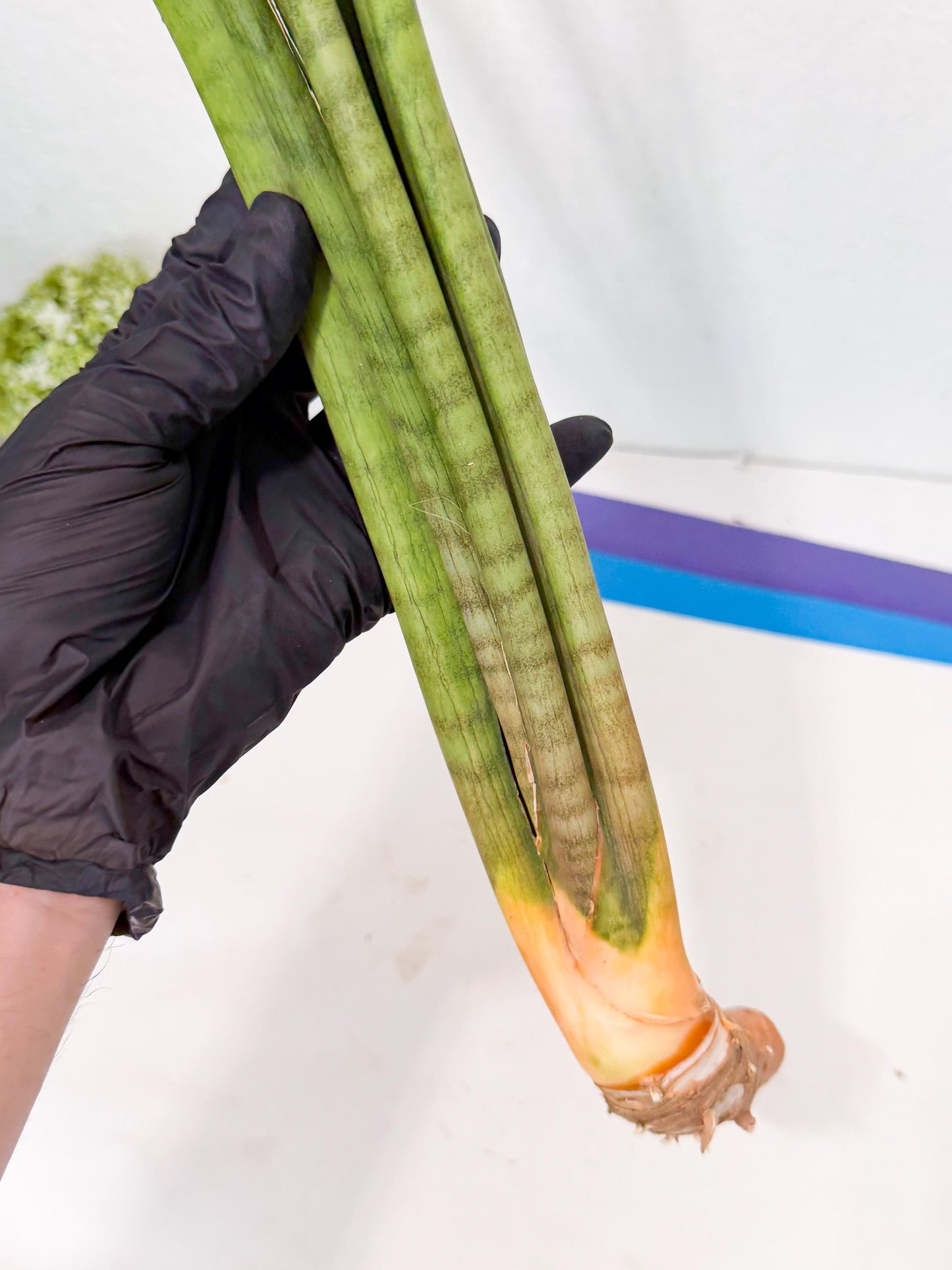 Sansevieria Grin (yg) (7) | Rare Hybrids