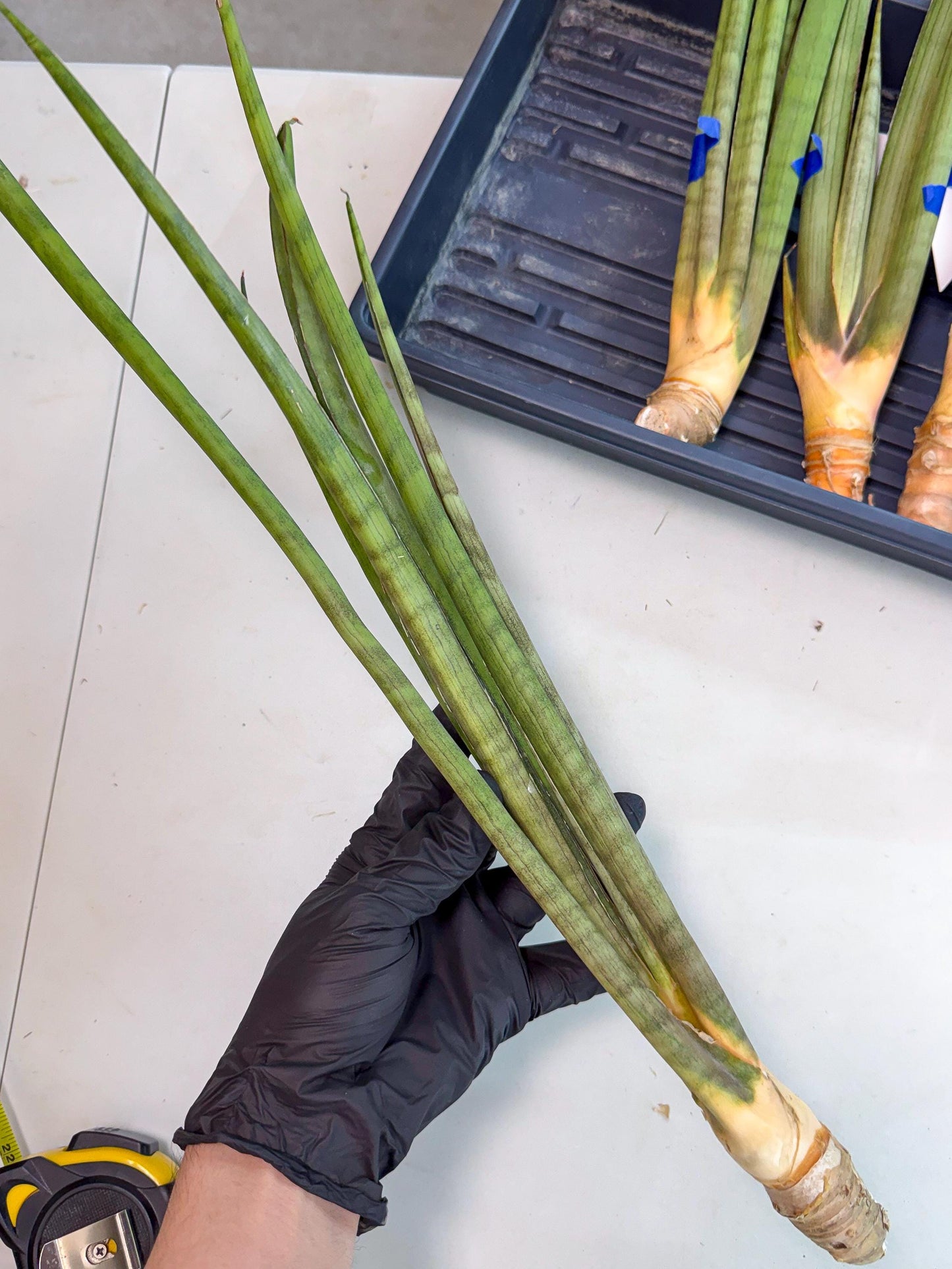 Sansevieria Grin (yg) (8) | Rare Hybrids