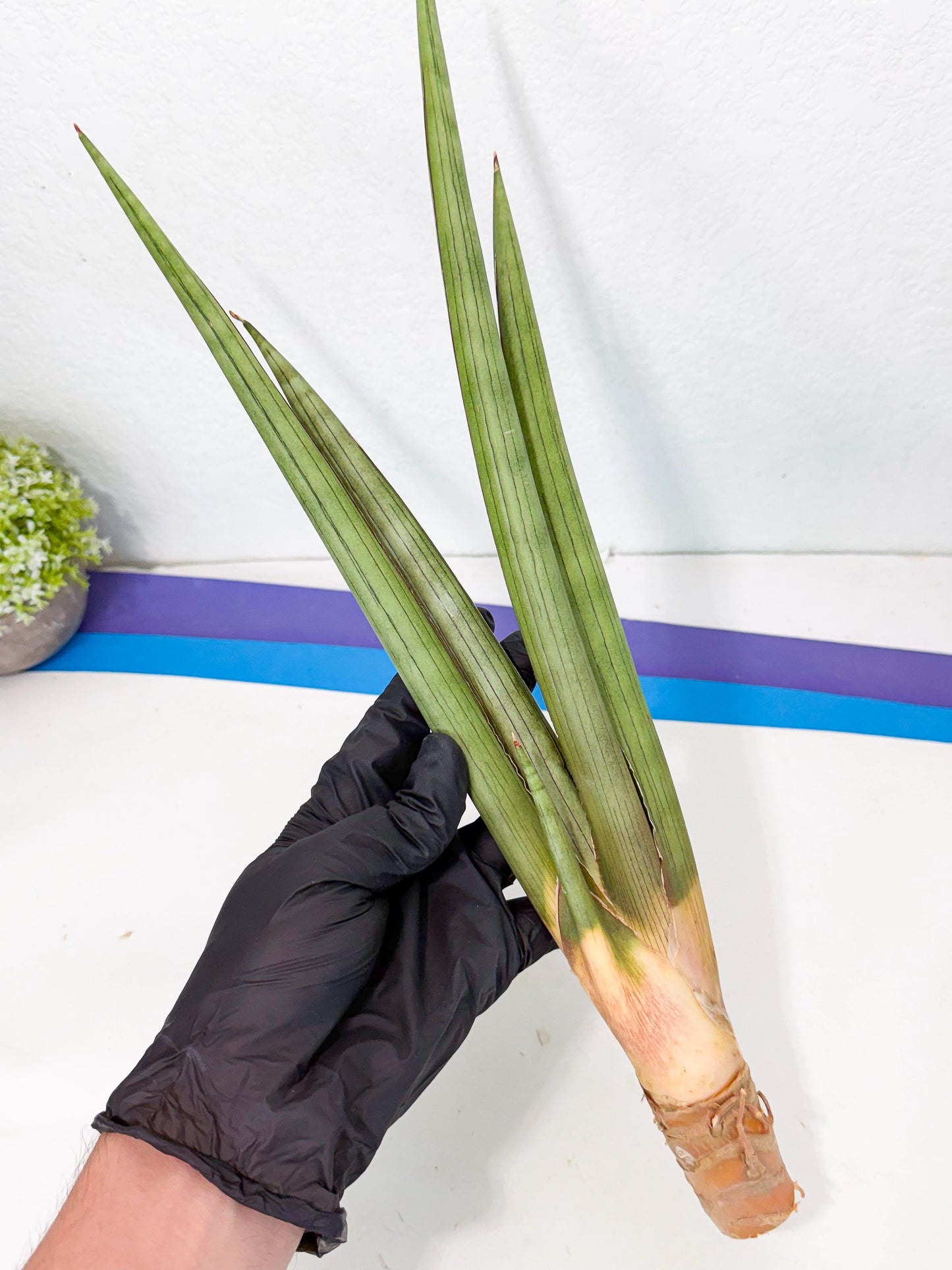 Sansevieria Grin Dabol (yg) (5) | Rare Hybrids