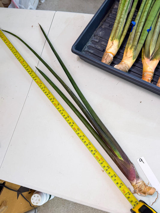 Sansevieria Kurai (yg) (9) | Rare Hybrids