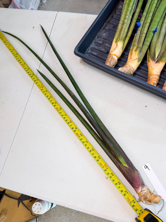 Sansevieria Kurai (yg) (9) | Rare Hybrids