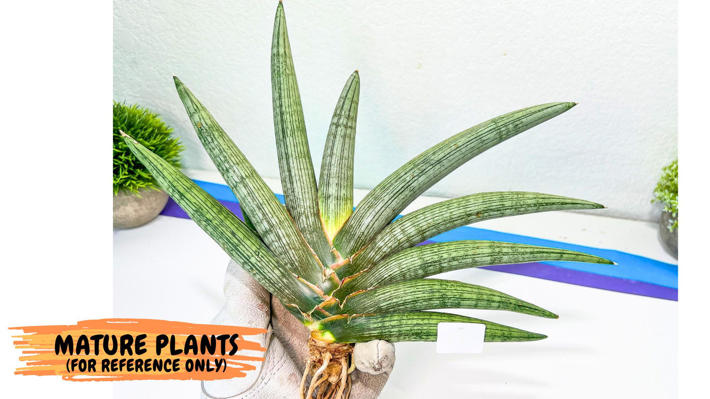 Sansevieria Silver PINK (yg) (11) | Imported Plant