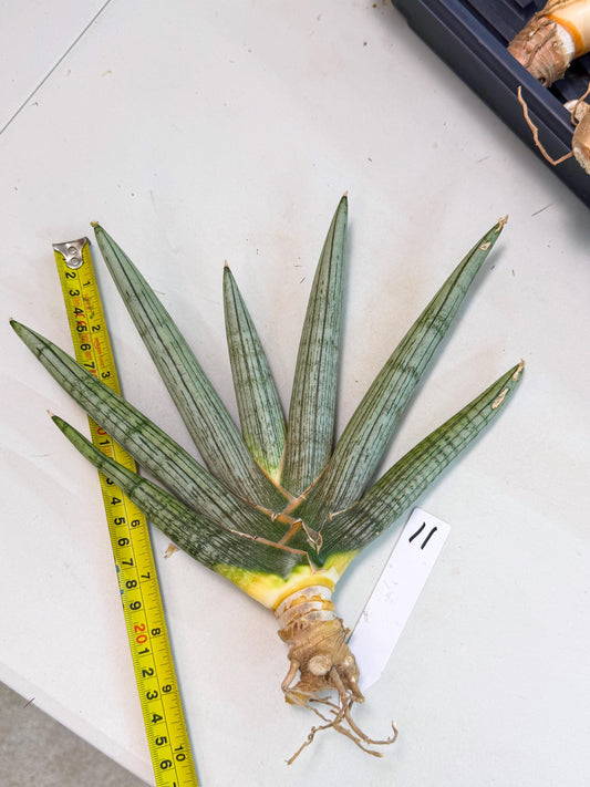 Sansevieria Silver PINK (yg) (11) | Imported Plant