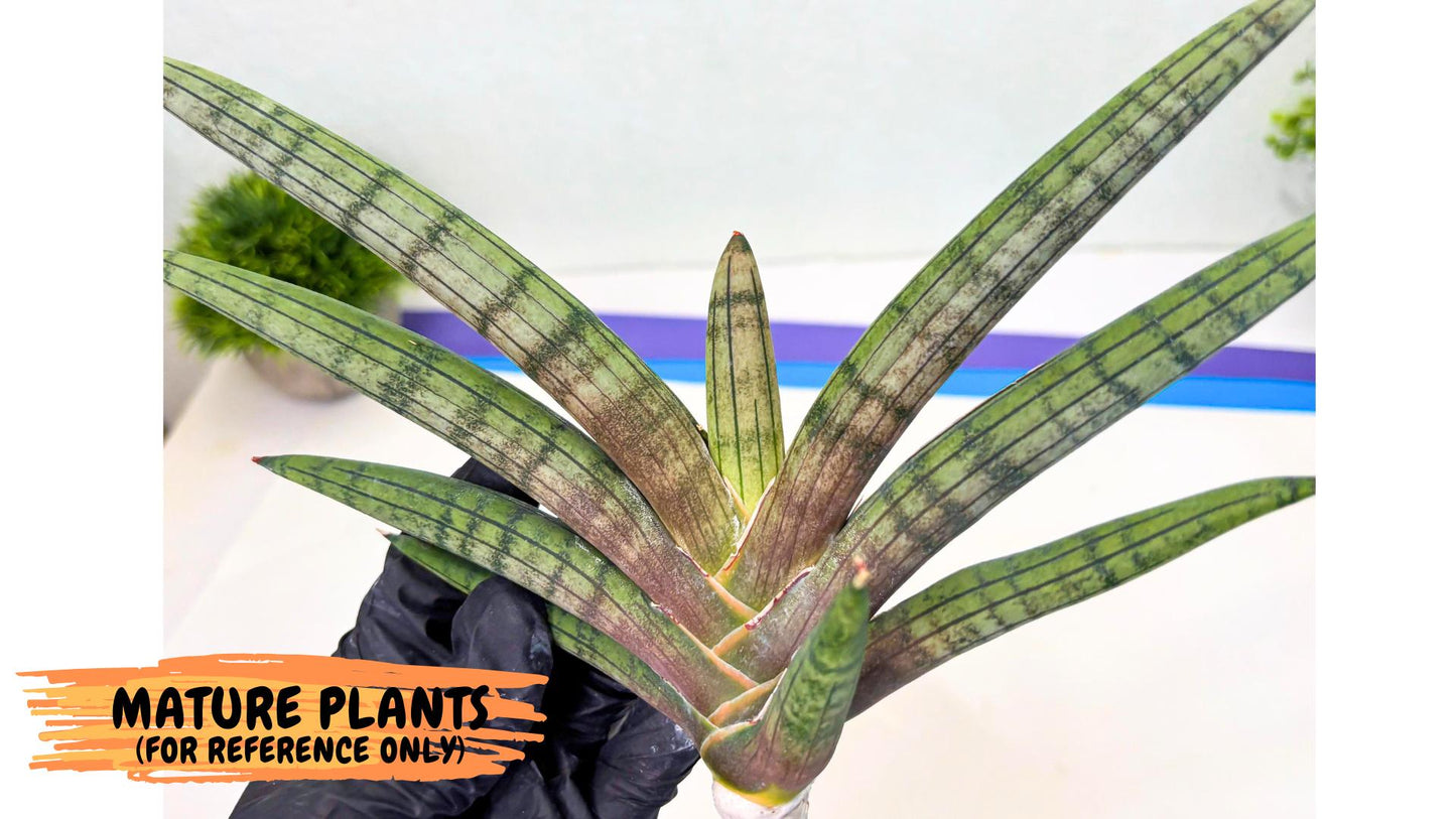 Sansevieria Galsaeg Nalgae (yg) (12) | Rare Hybrids