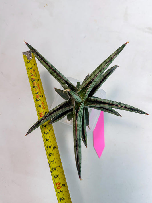 Sansevieria Heise Yusan (yg) (p) | Rare Import