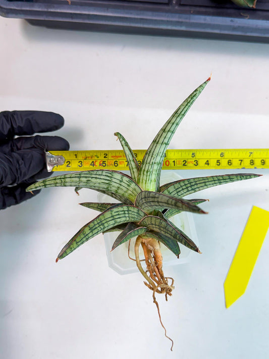 Sansevieria Heise Yusan (yg) (y) | Rare Import