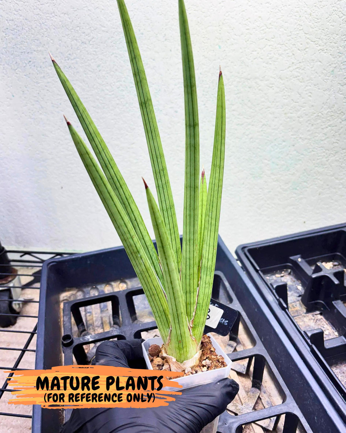Sansevieria Alawo Eve (pp) (6) | Rare Hybrids