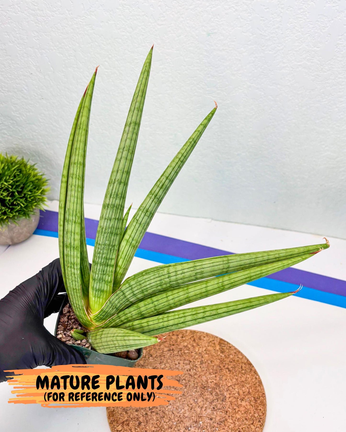 Sansevieria Akhdar (yg) (1) | Rare Hybrids