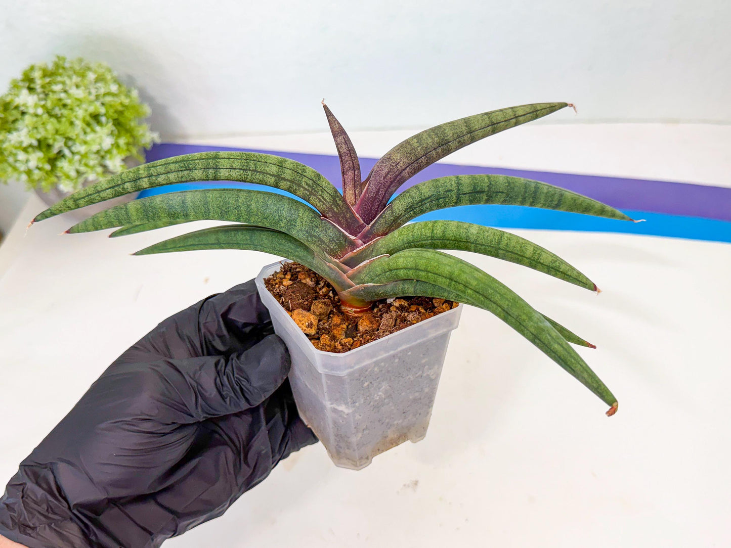 Sansevieria Terung Muda (g) | Rare Import