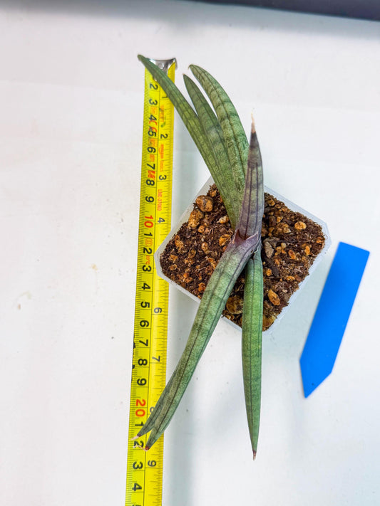 Sansevieria Terung Muda (b) | Rare Import
