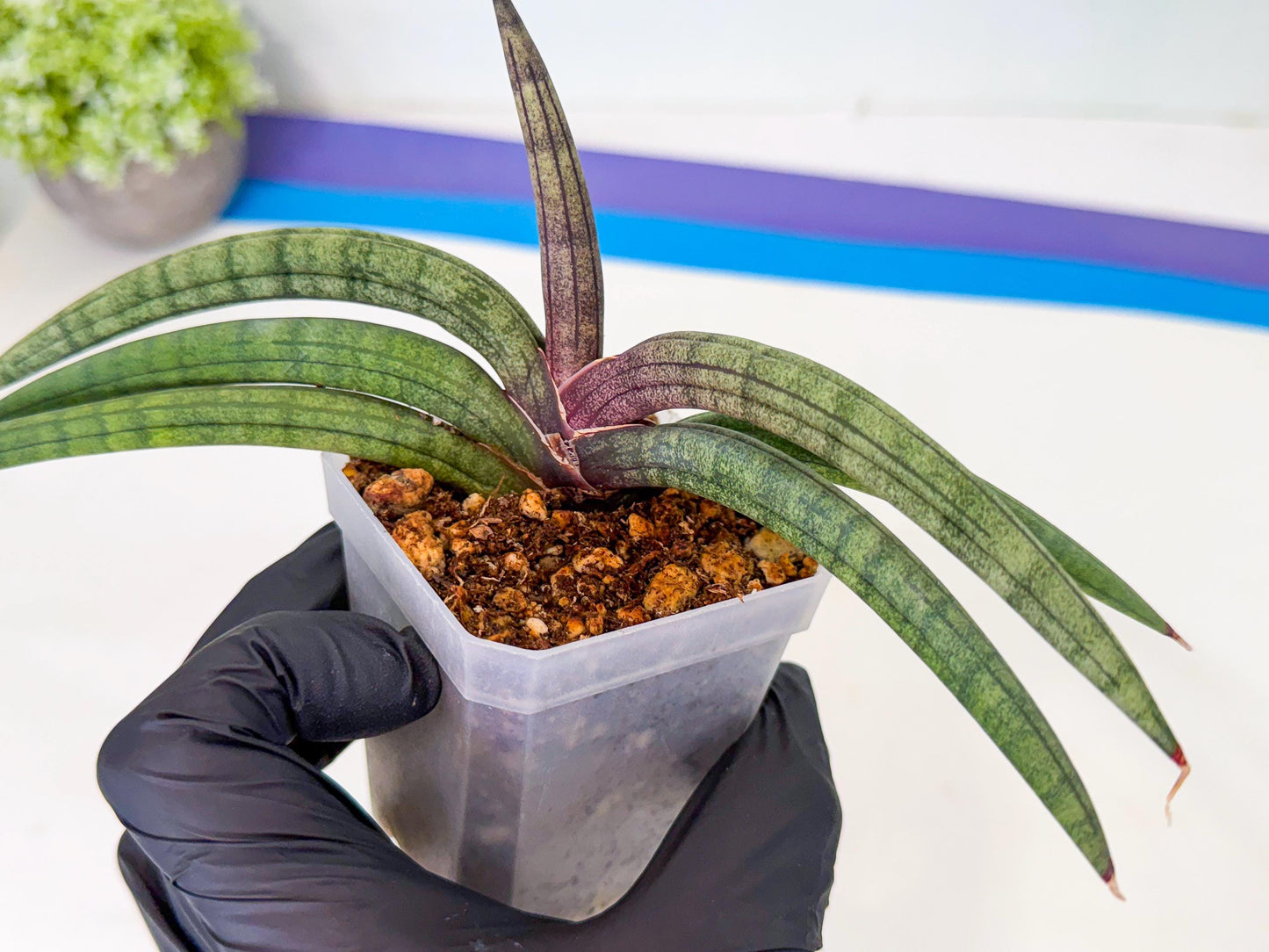 Sansevieria Terung Muda (b) | Rare Import