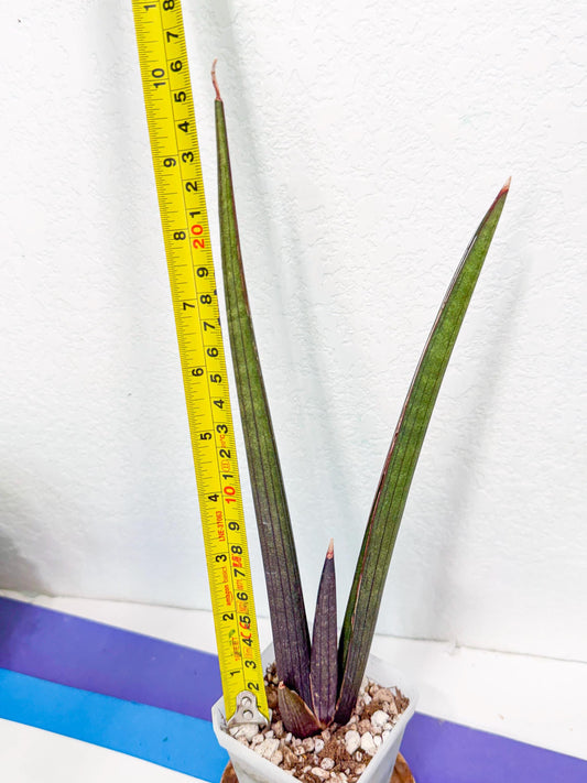 Sansevieria Pink Cell (r) | Color changes seasonally