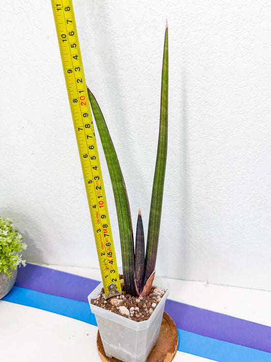 Sansevieria Pink Cell (6) | Color changes seasonally