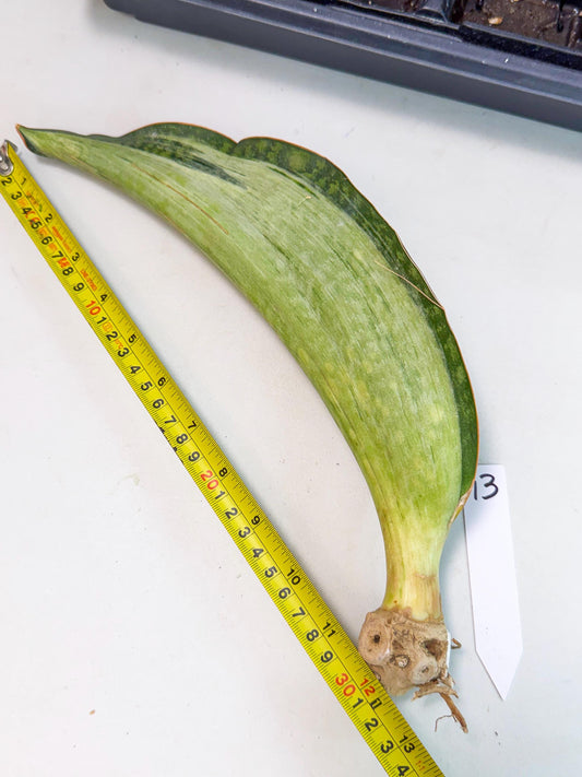 Sansevieria Masoniana Bruda (bb) (12) | Masoniana Var x Eliptica Var