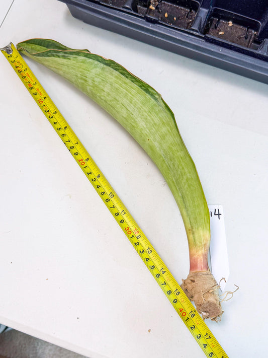 Sansevieria Masoniana Bruda (bb) (14) | Masoniana Var x Eliptica Var