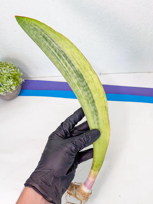 Sansevieria Masoniana Bruda (bb) (16) | Masoniana Var x Eliptica Var