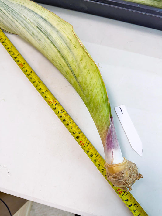 Sansevieria Masoniana Bruda (rr) (1) | Masoniana Var x Eliptica Var