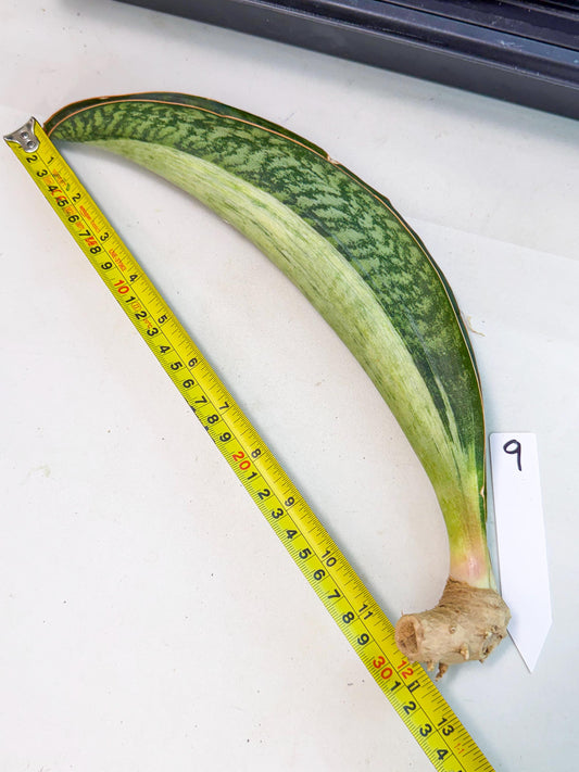 Sansevieria Masoniana Bruda (rr) (9) | Masoniana Var x Eliptica Var