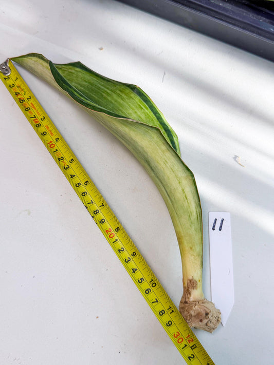 Sansevieria Masoniana Bruda (rr) (11) | Masoniana Var x Eliptica Var