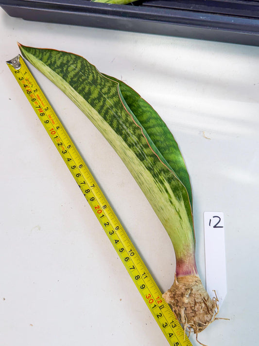 Sansevieria Masoniana Bruda (rr) (12) | Masoniana Var x Eliptica Var
