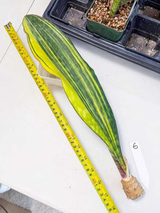 Sansevieria Macrophylla Var (6) | Very Rare Import