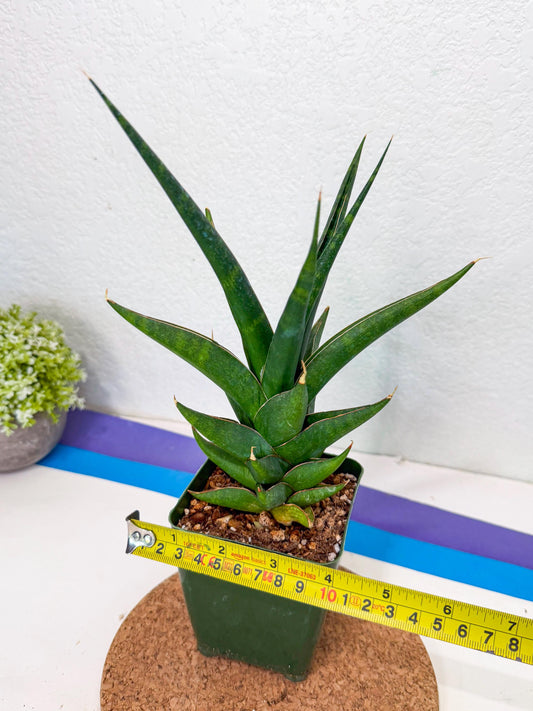 Sansevieria Prabu (xl2) (5) | Rare Snake Plant