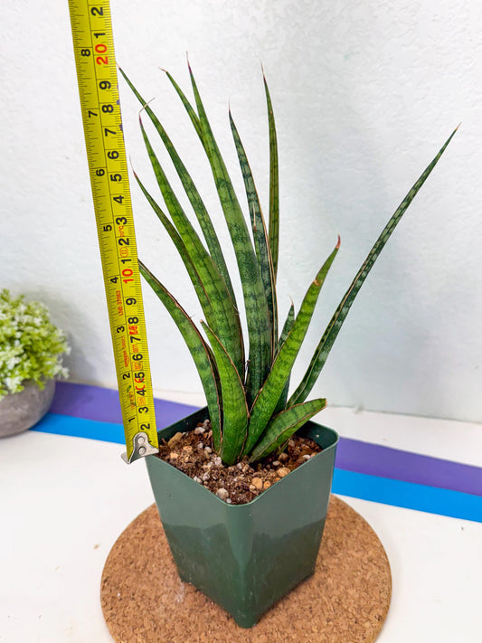 Sansevieria Crown up (xl2) (9) | Imported Sansevieria