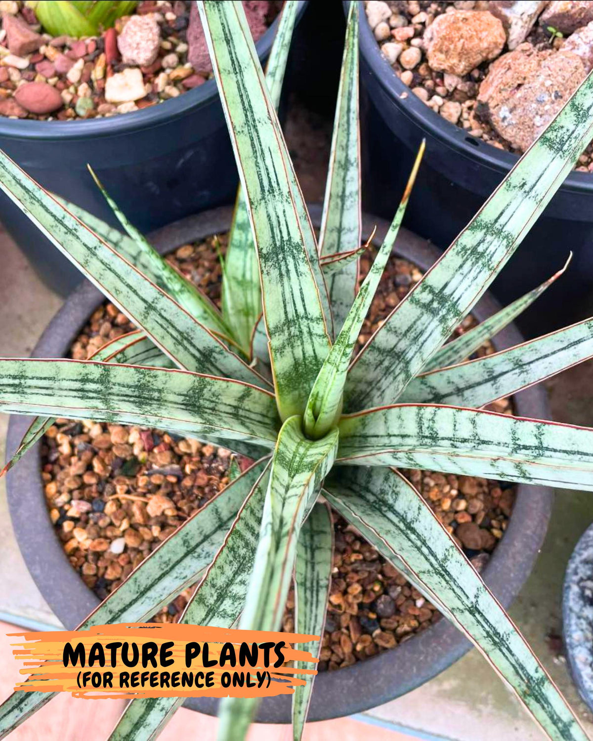 Sansevieria Crown up (xl2) (4) | Imported Sansevieria