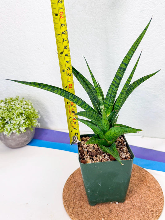 Sansevieria Icicle (xl3) (4) | sale