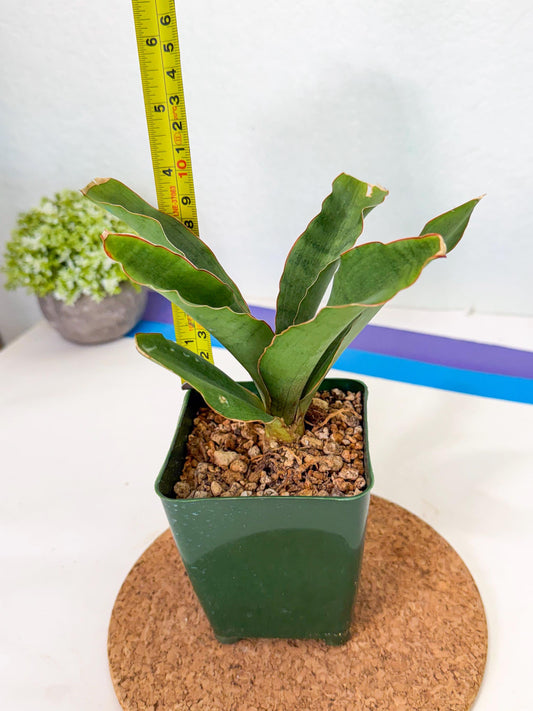 Sansevieria Rosalie (xL3) (6) | Rare Imported House Plants