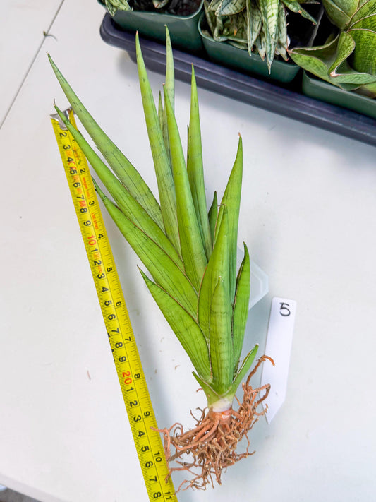 Sansevieria Silent Song (5) | Rare Imported Hybrids