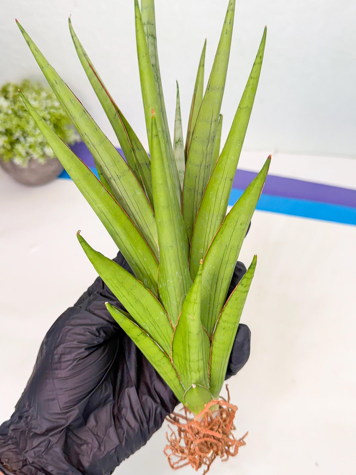 Sansevieria Silent Song (5) | Rare Imported Hybrids
