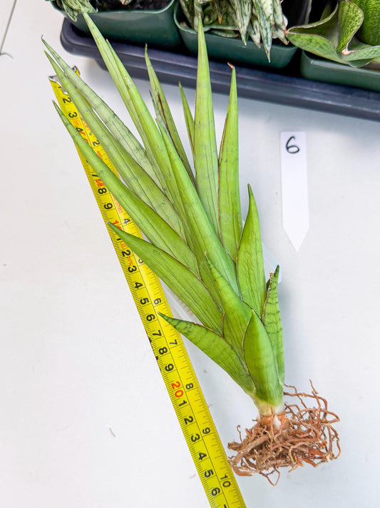 Sansevieria Silent Song (6) | Rare Imported Hybrids