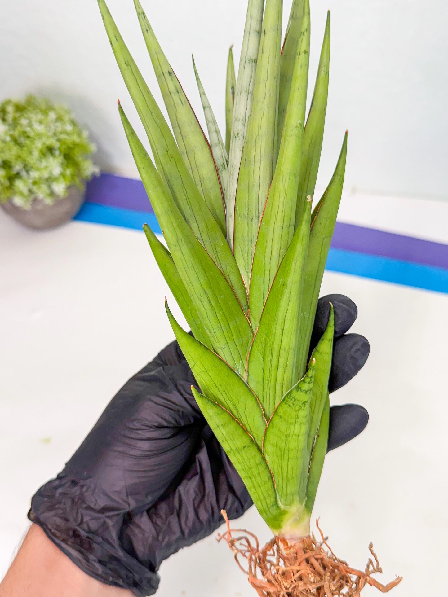 Sansevieria Silent Song (6) | Rare Imported Hybrids