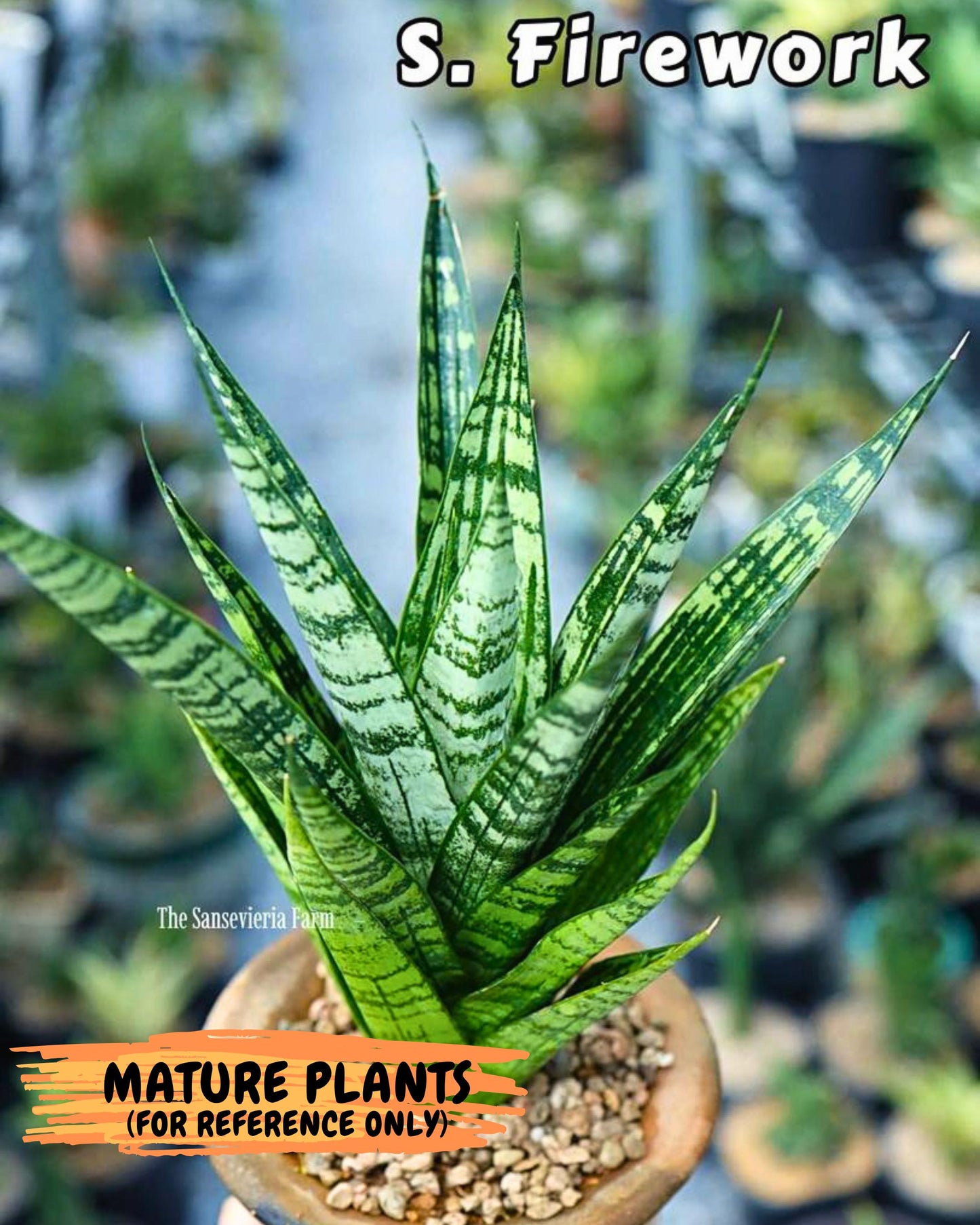 Sansevieria Firework (8) | Rare Hybrids