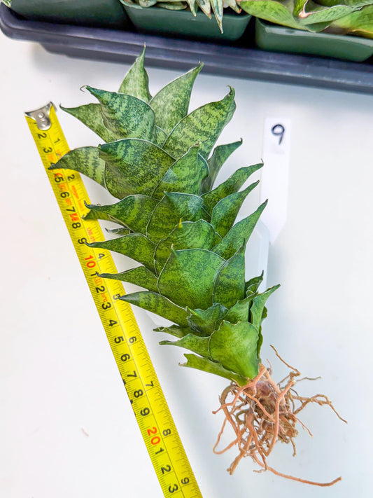 Sansevieria Mahanakorn (9) | Rare Hybrid Plant