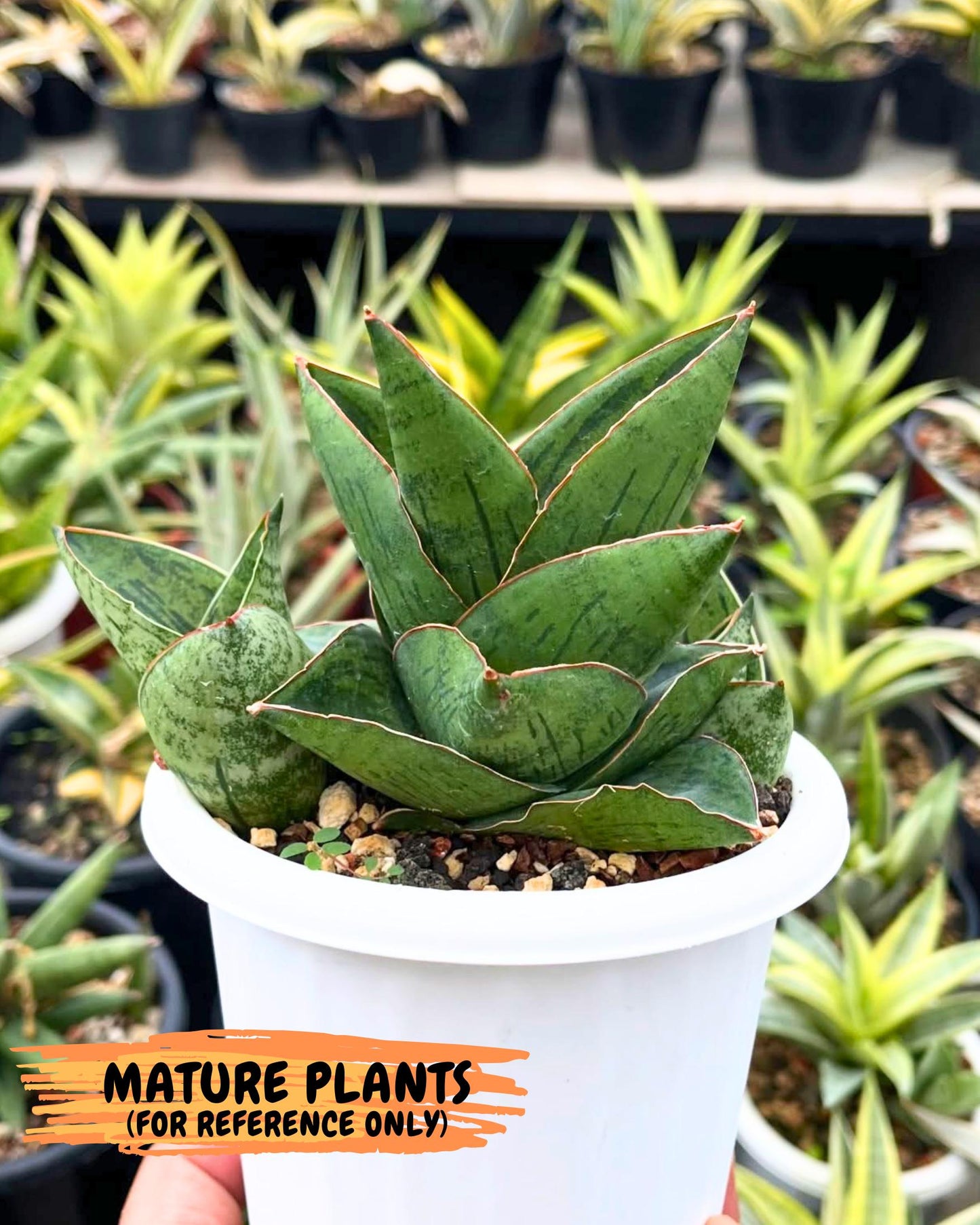 Sansevieria Angelina (12) | Rare Hybrid Plant
