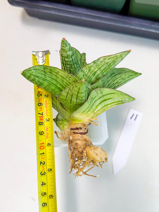 Sansevieria Angelina (11) | Rare Hybrid Plant