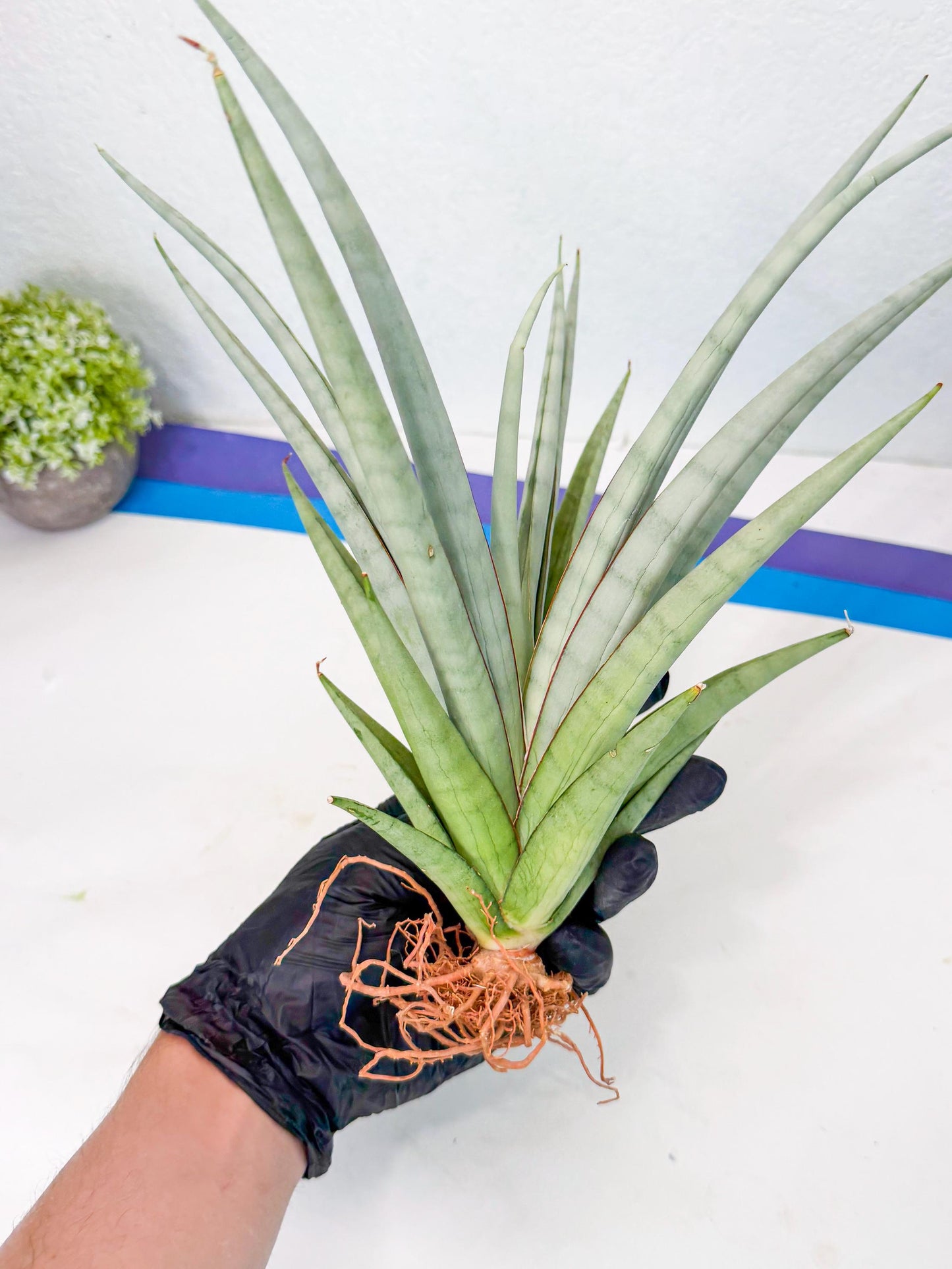 Sansevieria Viranda (1) | Imported hybrids