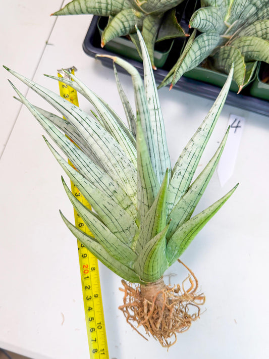 Sansevieria MoMo (4) | Rare Snake Plant