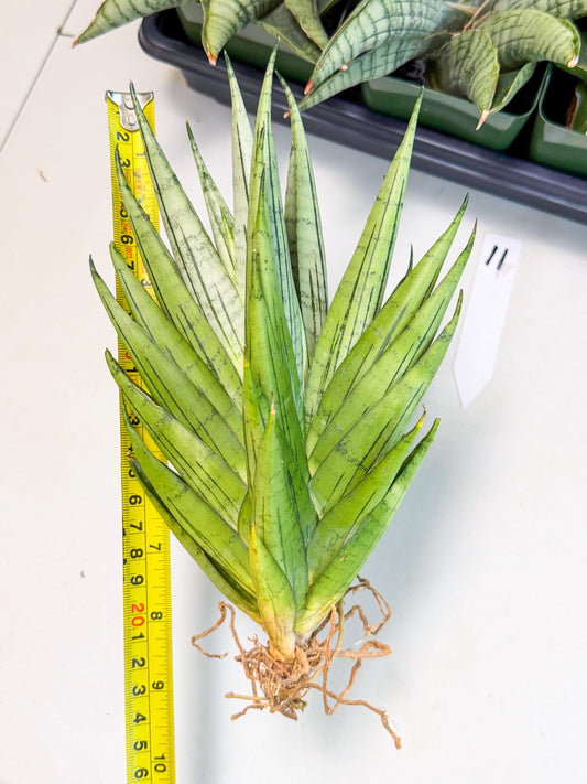 Sansevieria Nakhon Luang (11) | Rare Hybrid