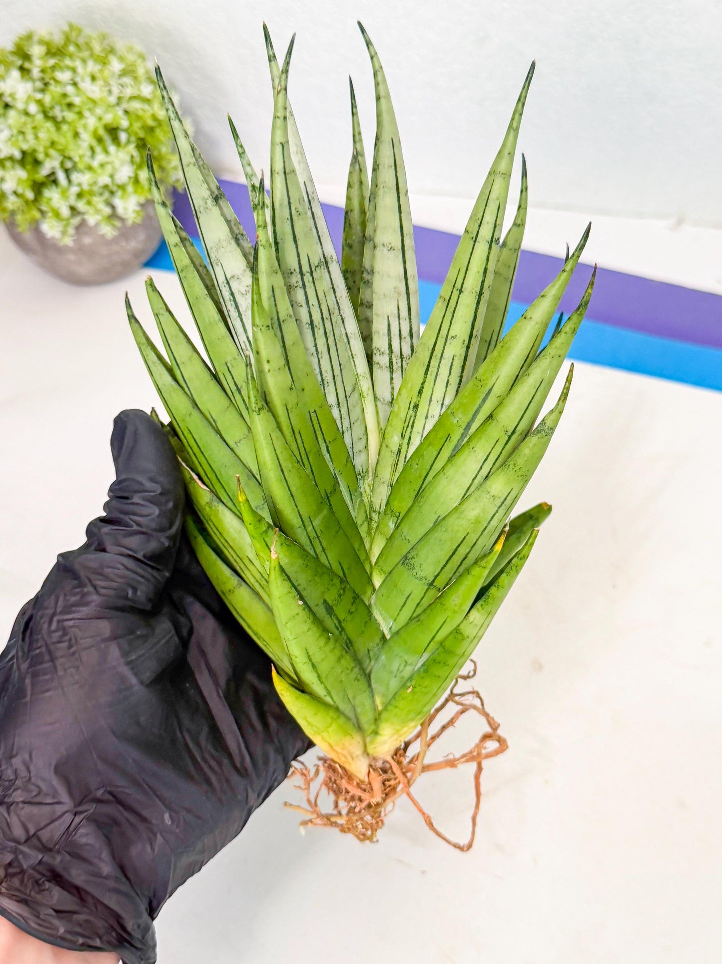 Sansevieria Nakhon Luang (11) | Rare Hybrid